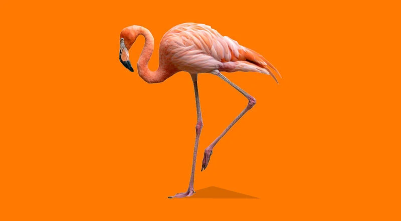 flamingo